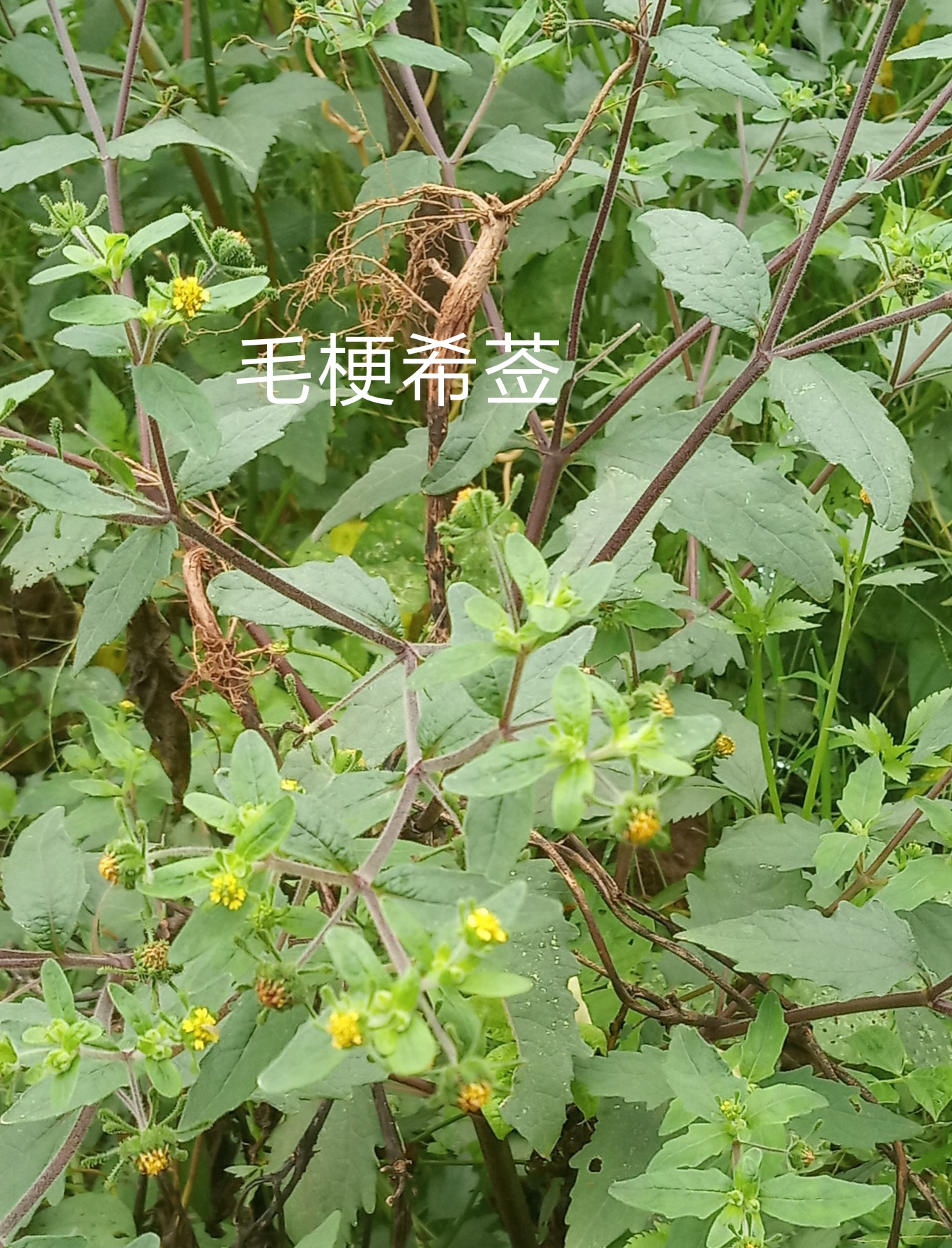 毛梗希莶.jpg