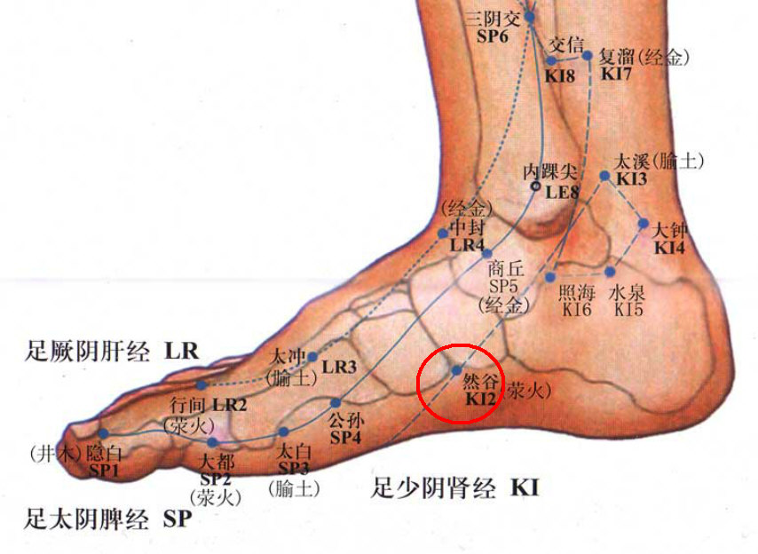 然谷穴(足少阴肾经)(标注).jpg