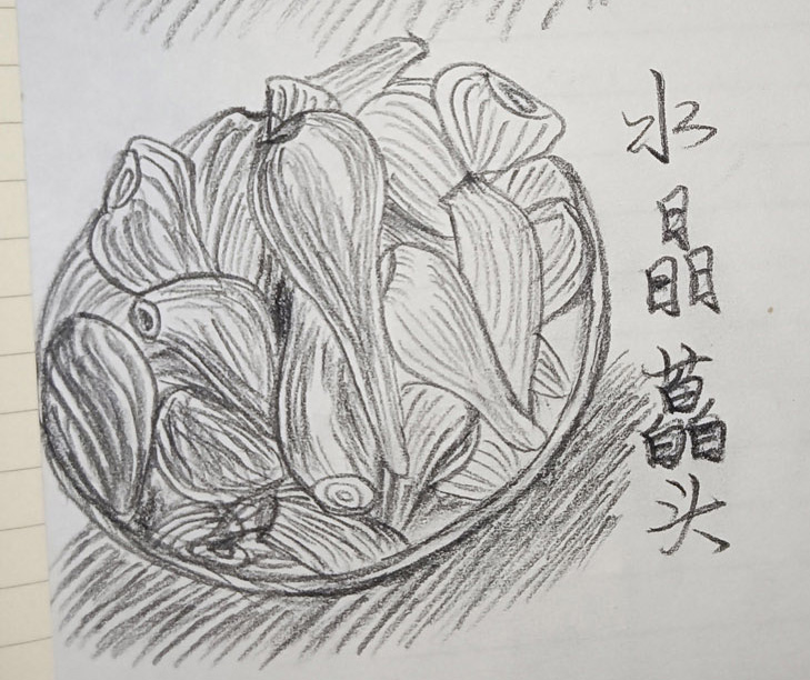 碳笔素描：水晶蕌头.jpg