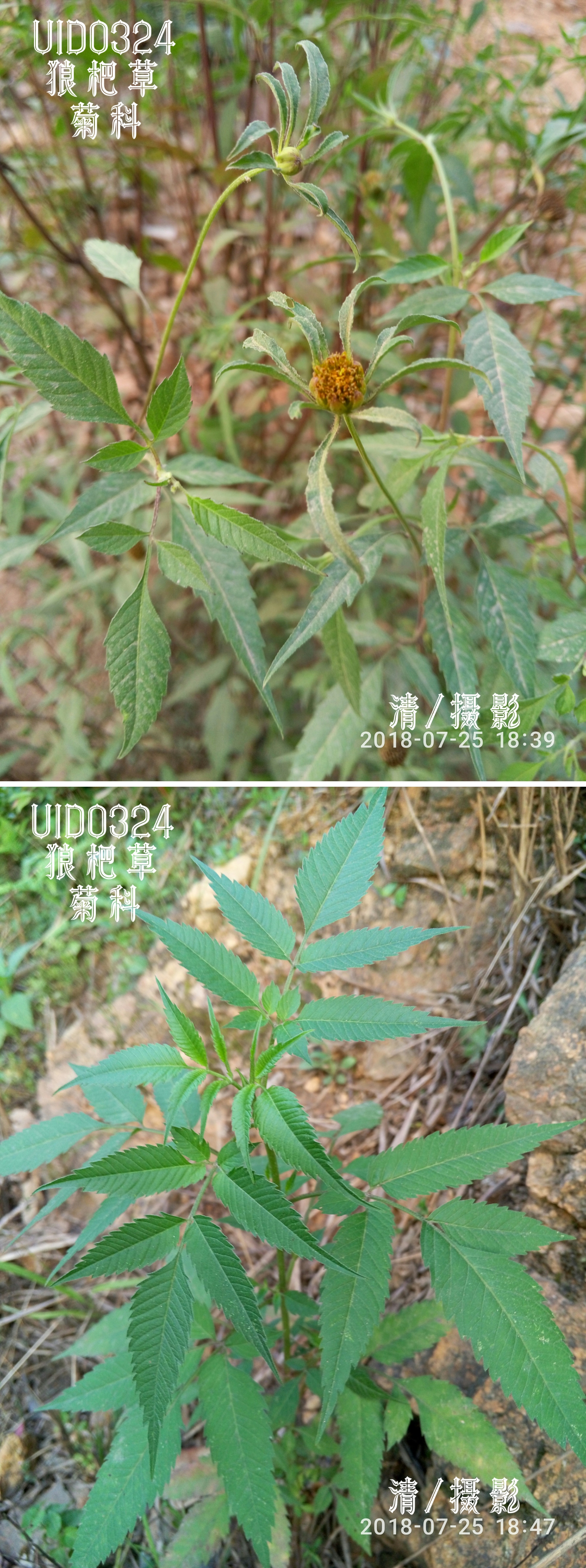 狼杷草.jpg