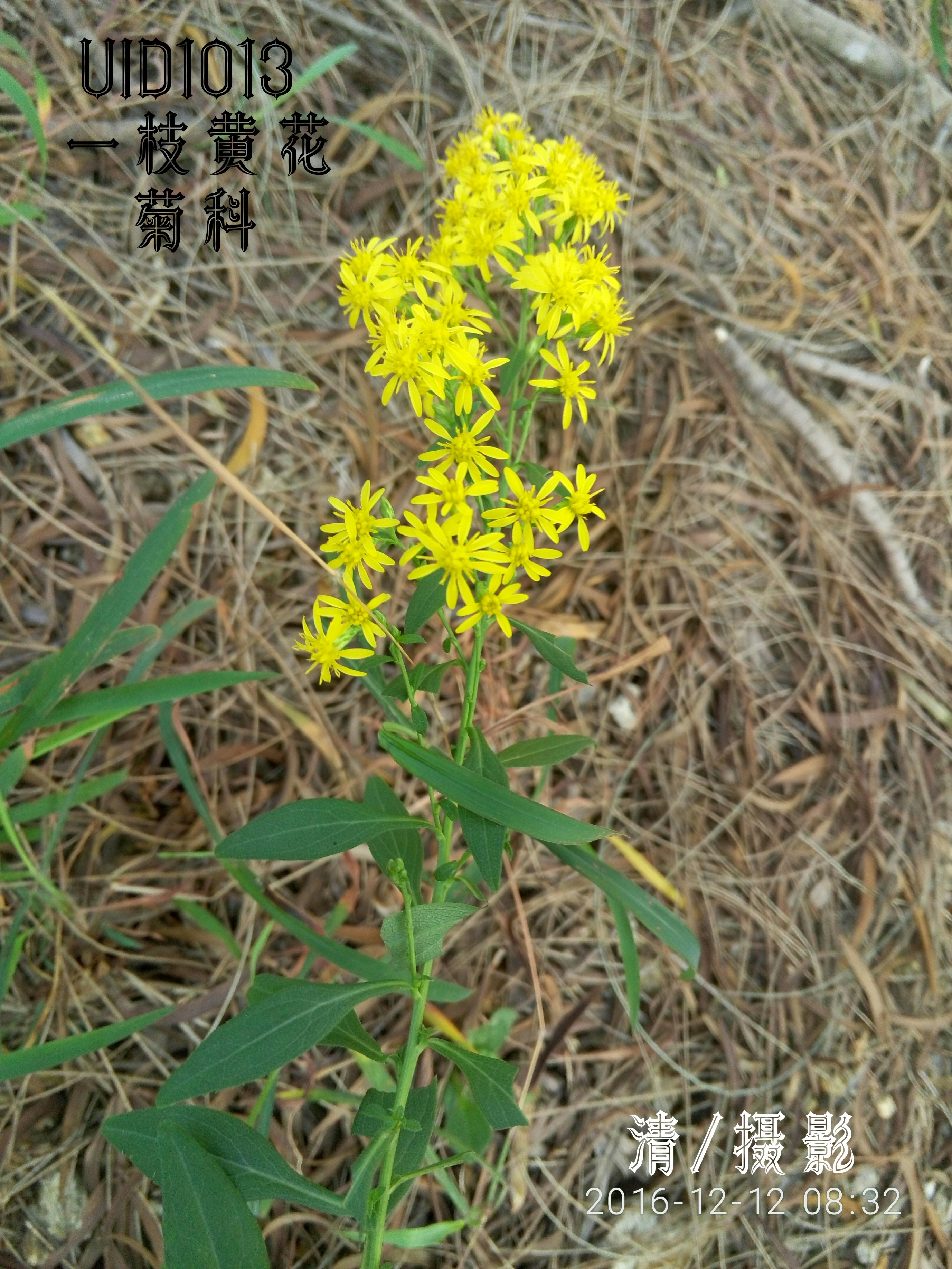 一枝黄花.jpg