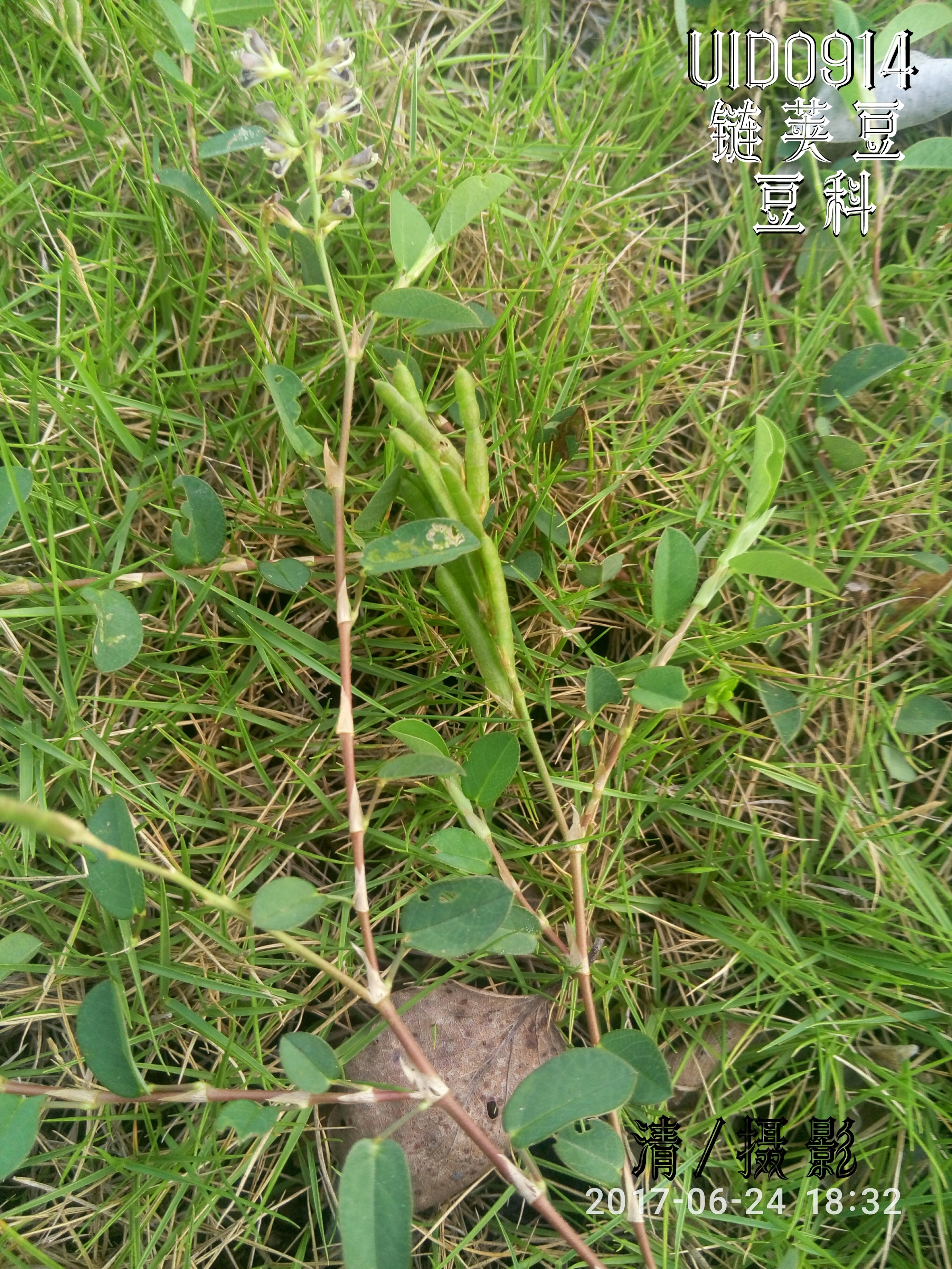 链荚豆.jpg