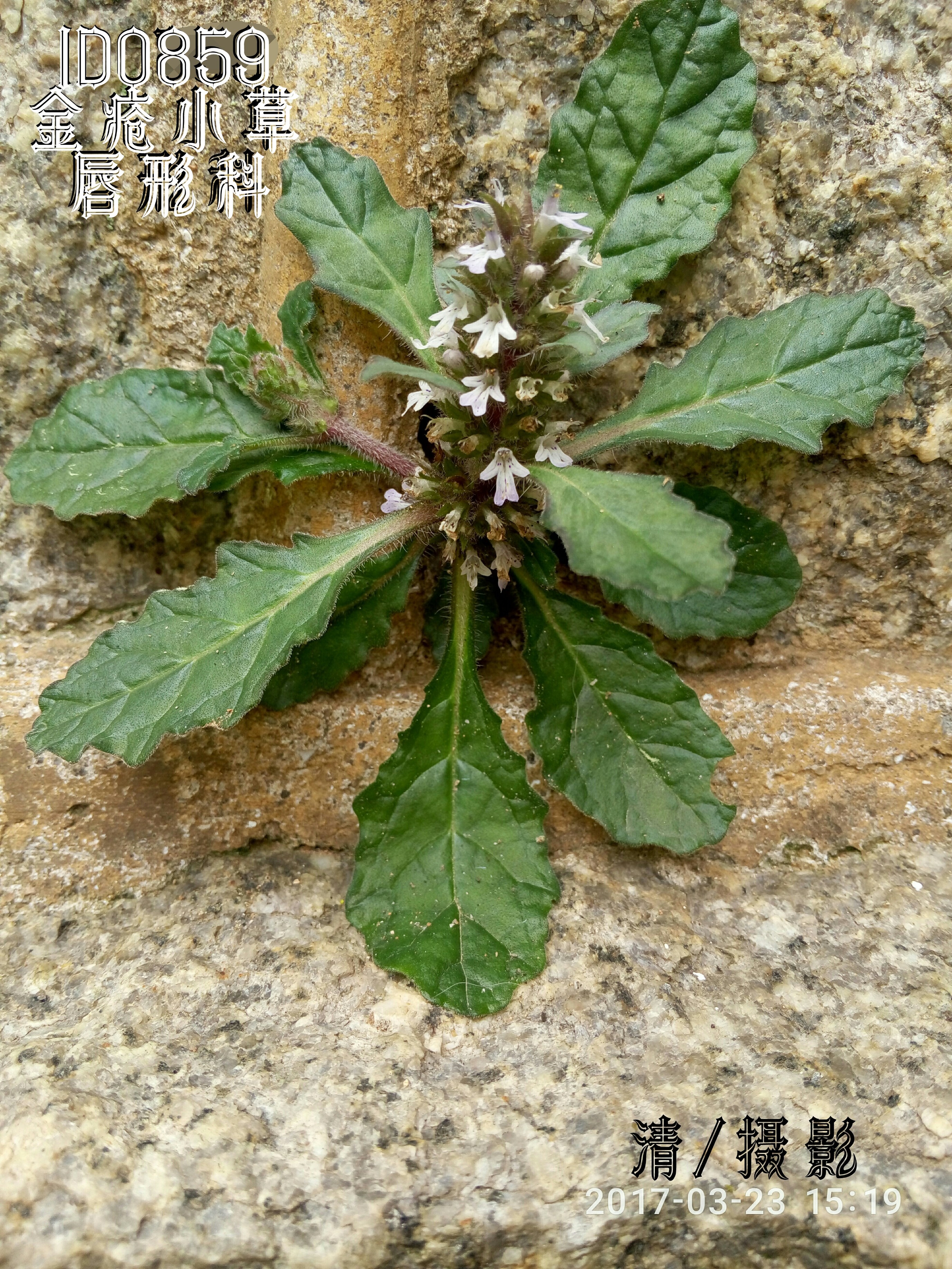 金疮小草.jpg