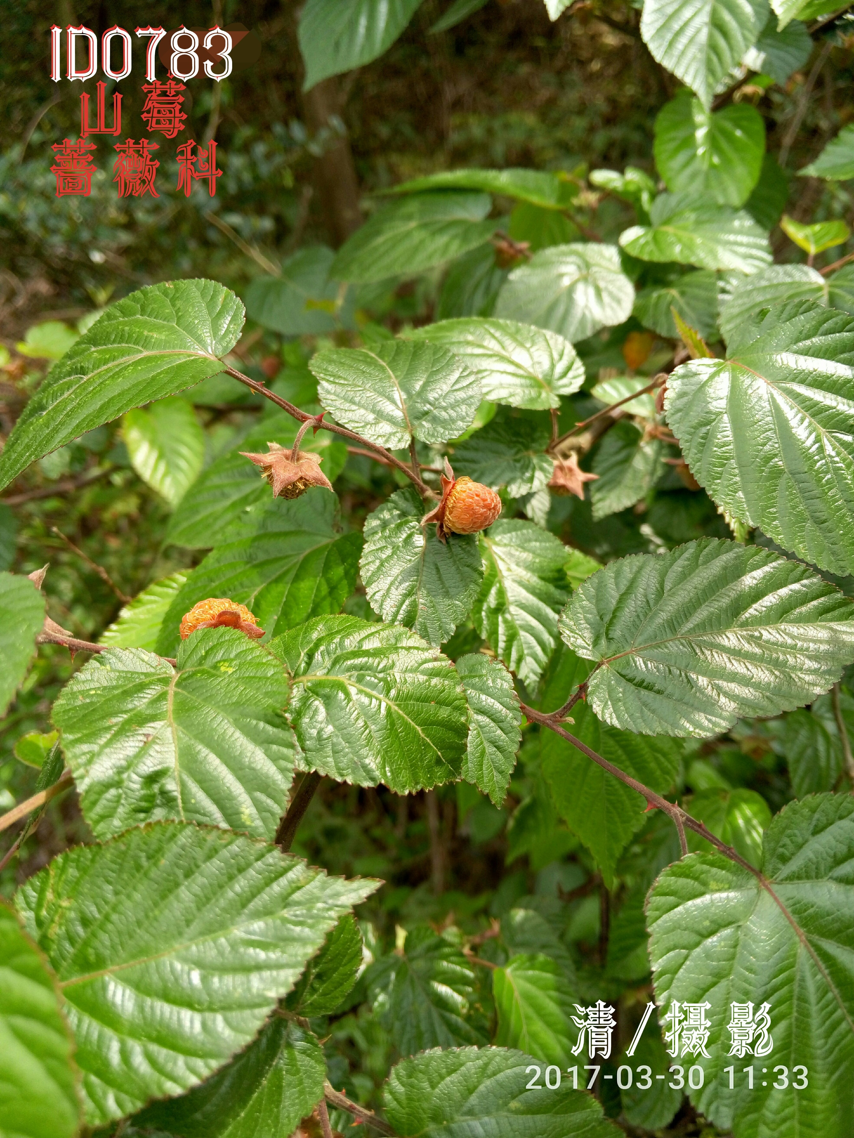 山莓(植株).jpg