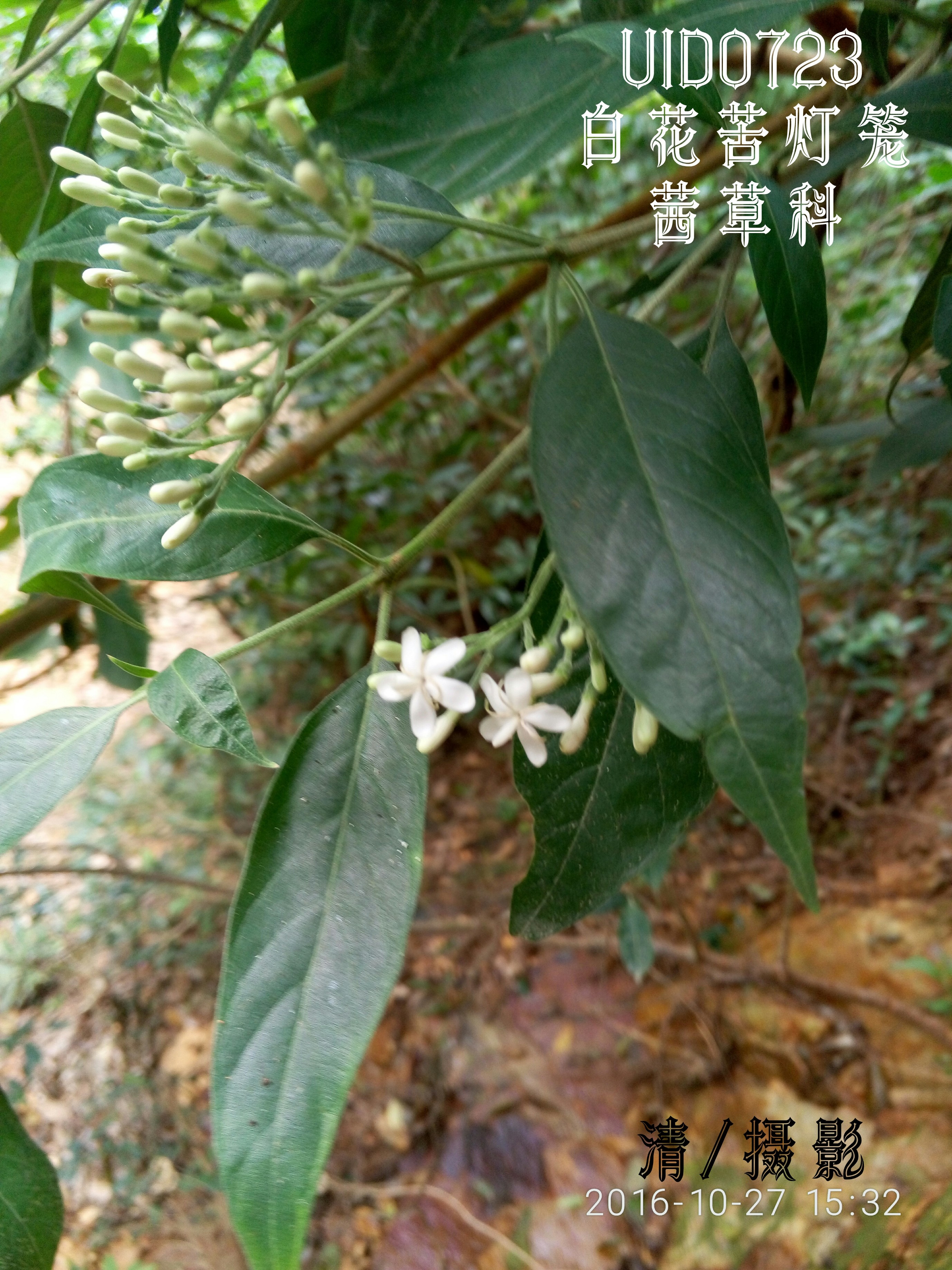 白花苦灯笼.jpg