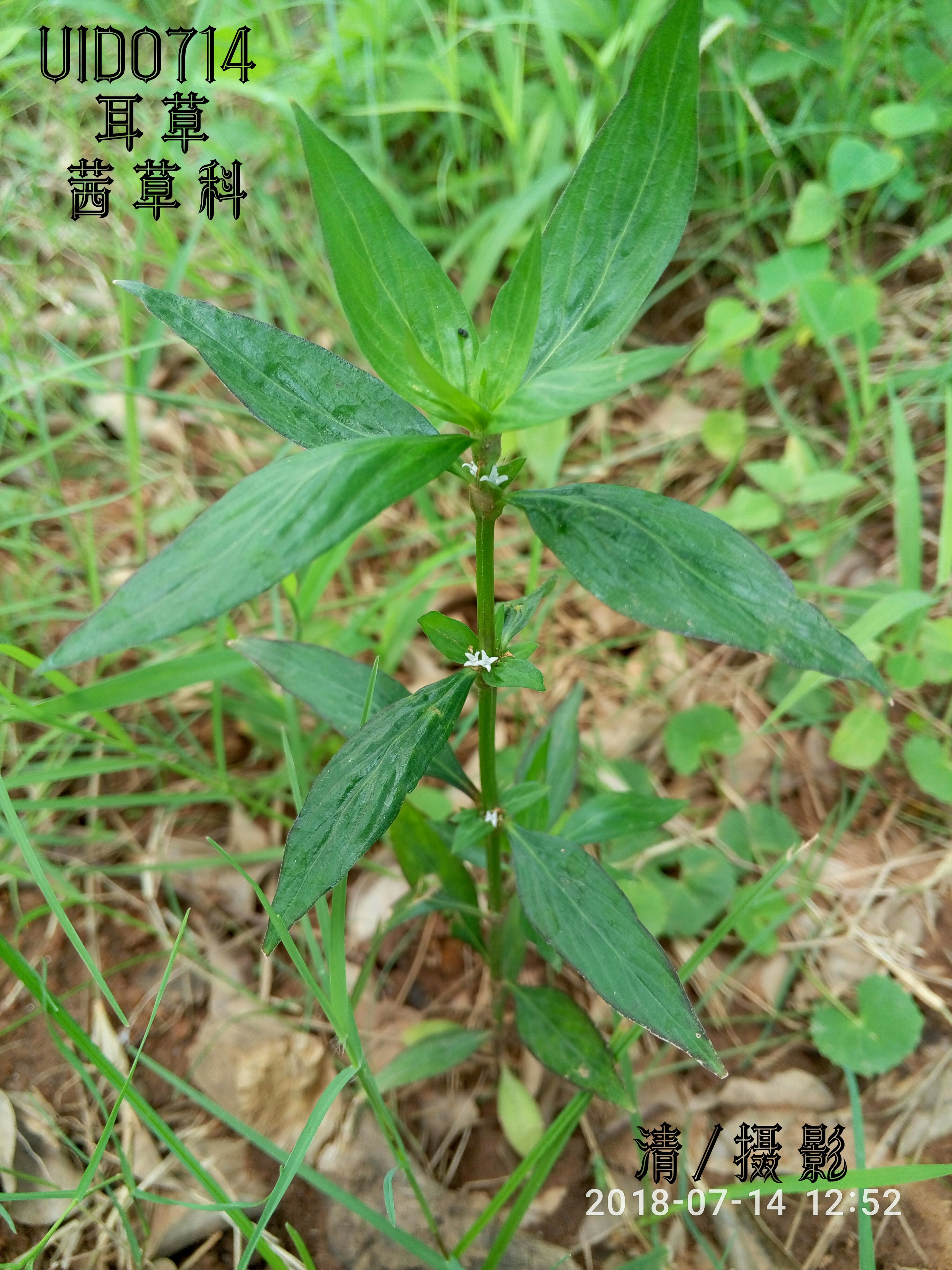 耳草.jpg