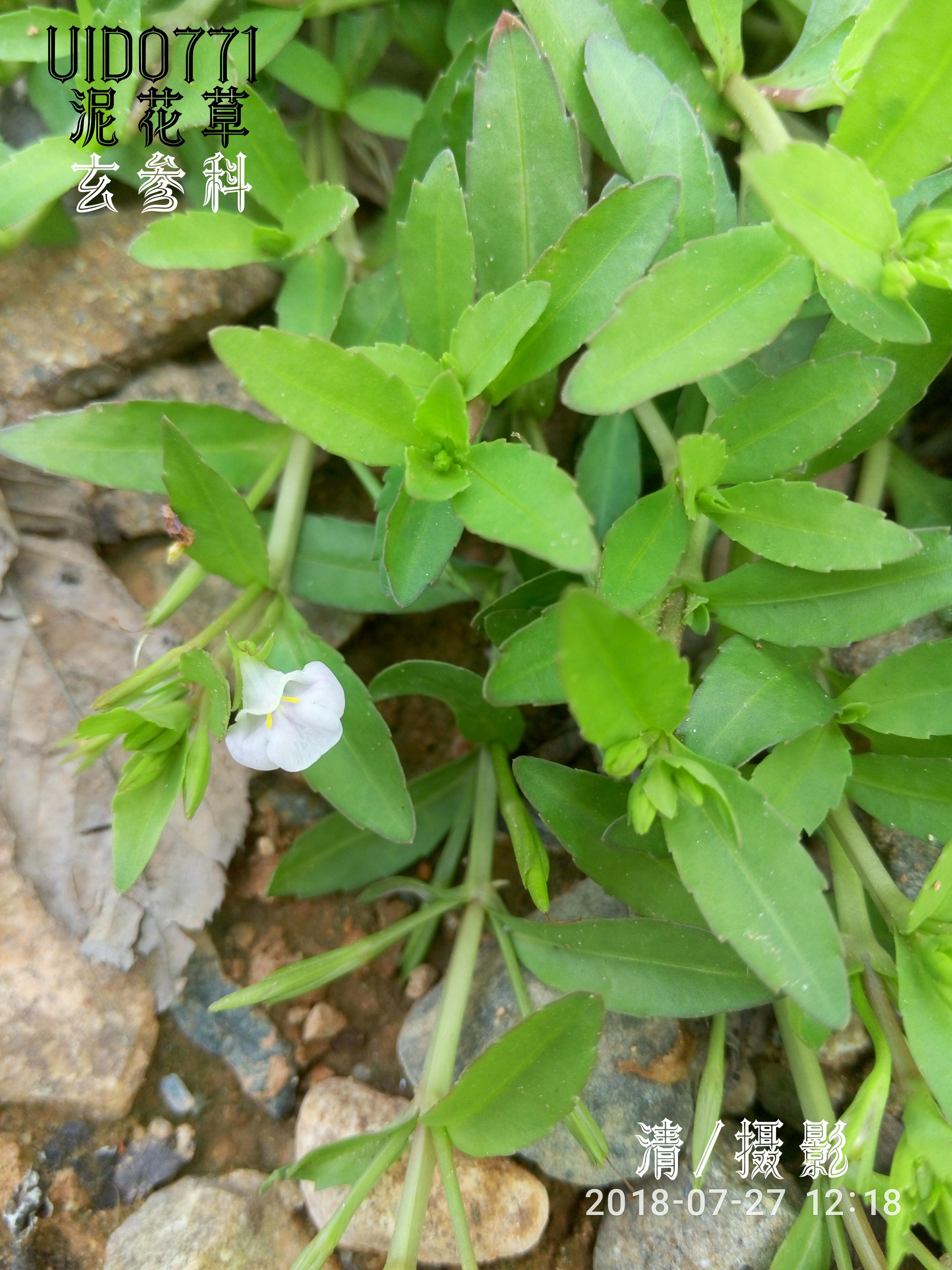 泥花草.jpg