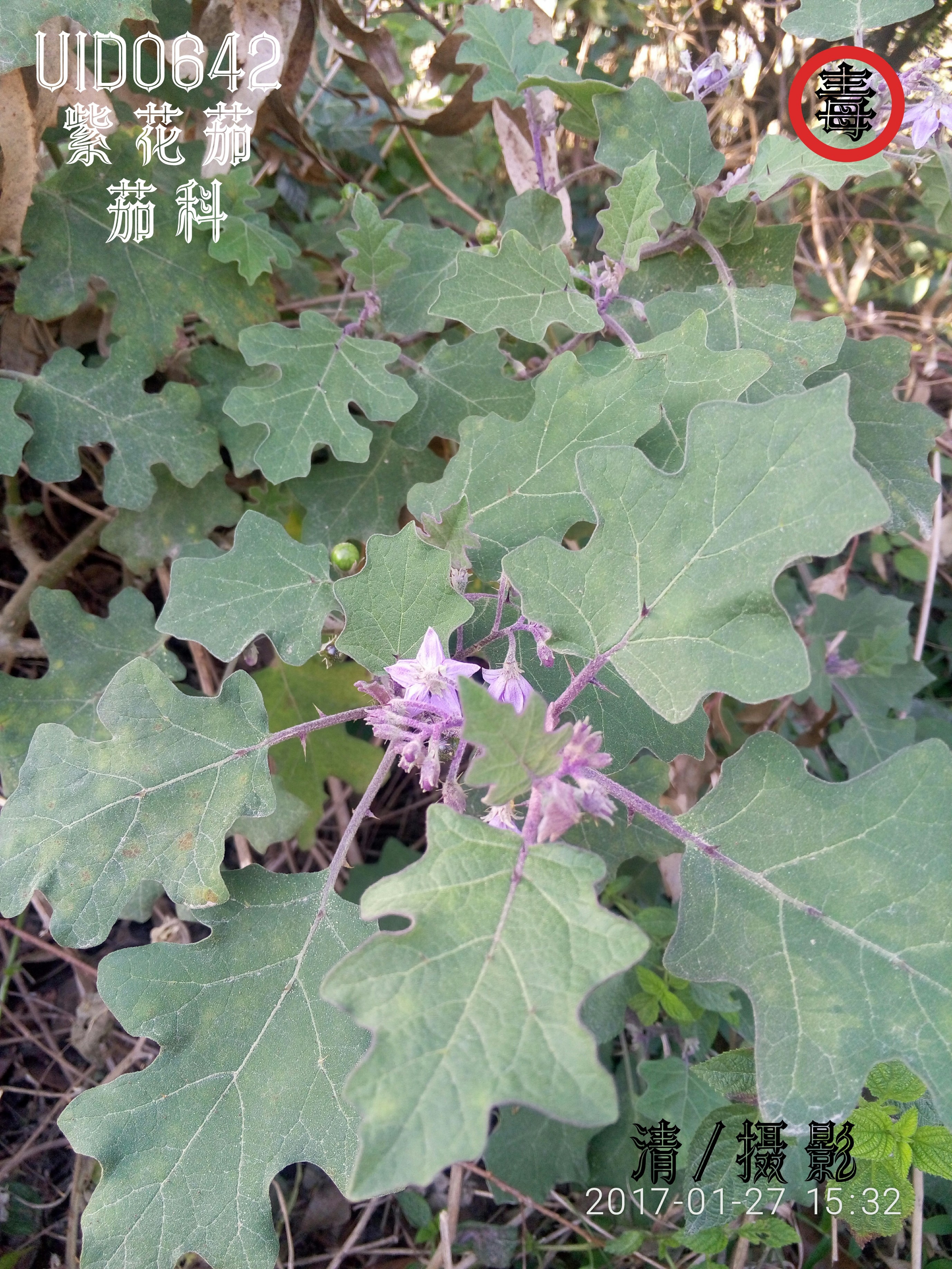 紫花茄.jpg