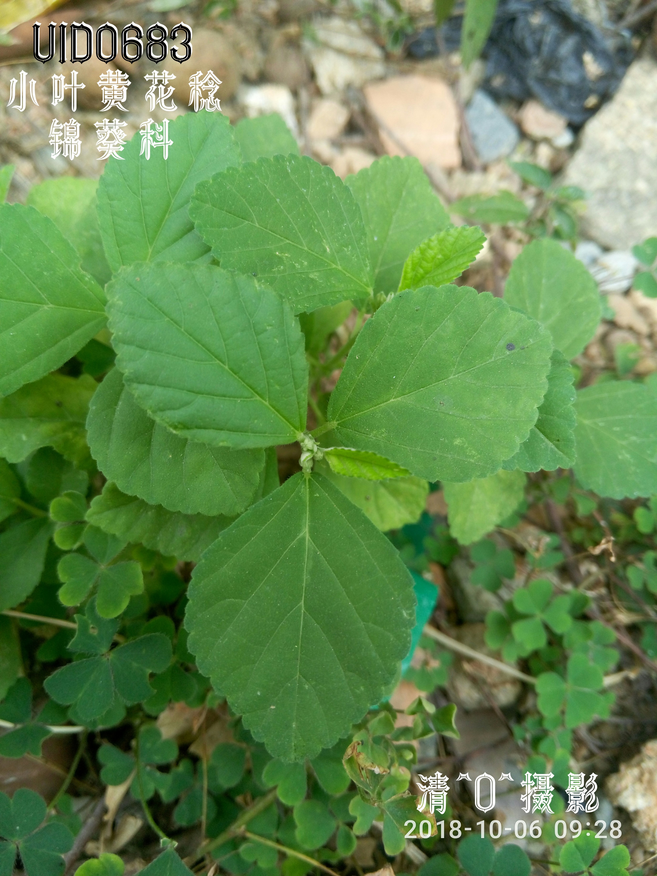 小叶黄花稔.jpg