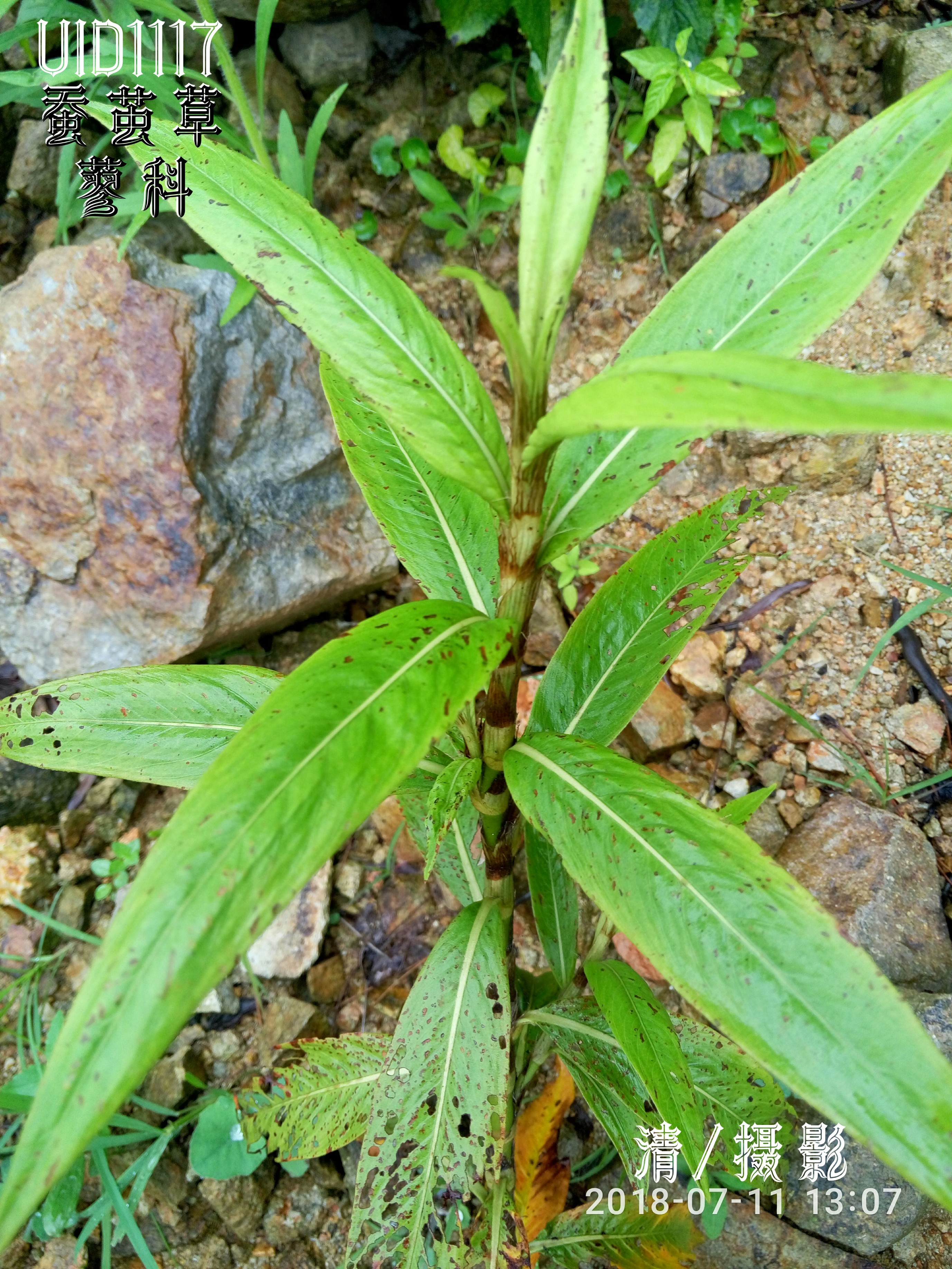 蚕茧草.jpg