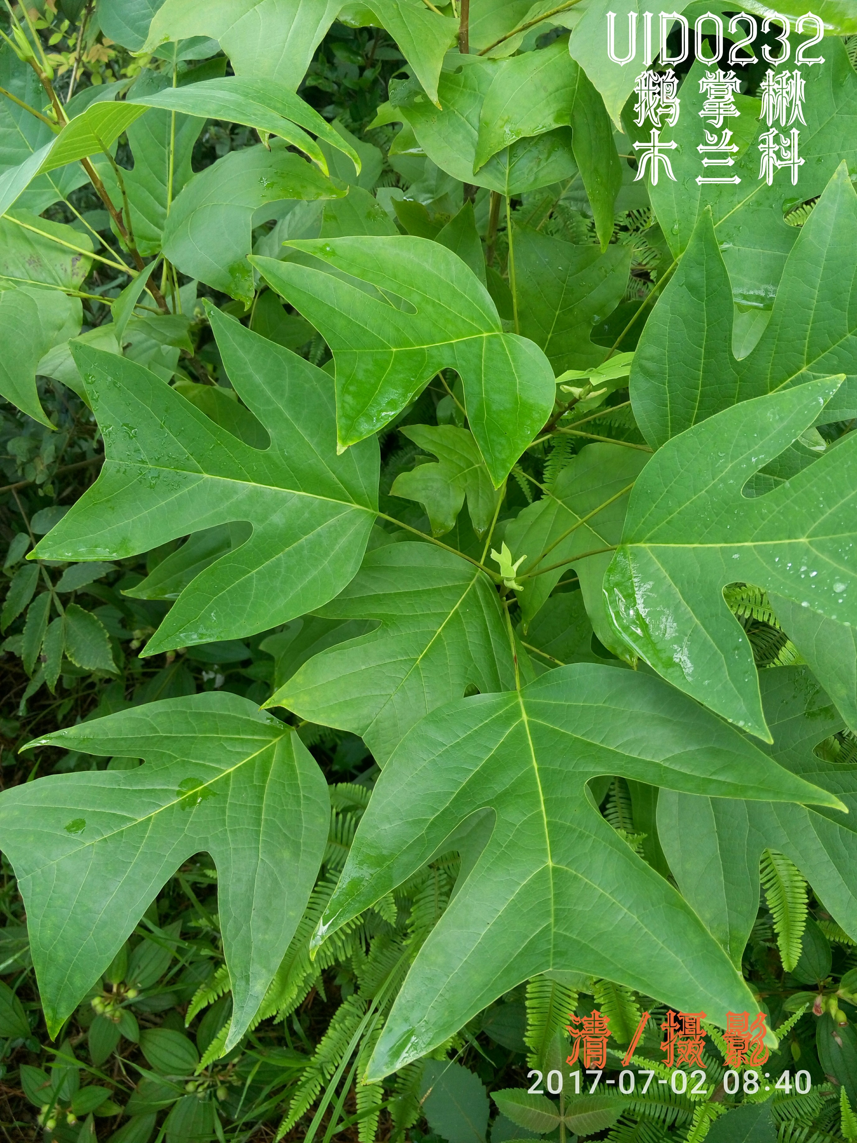 鹅掌楸.jpg