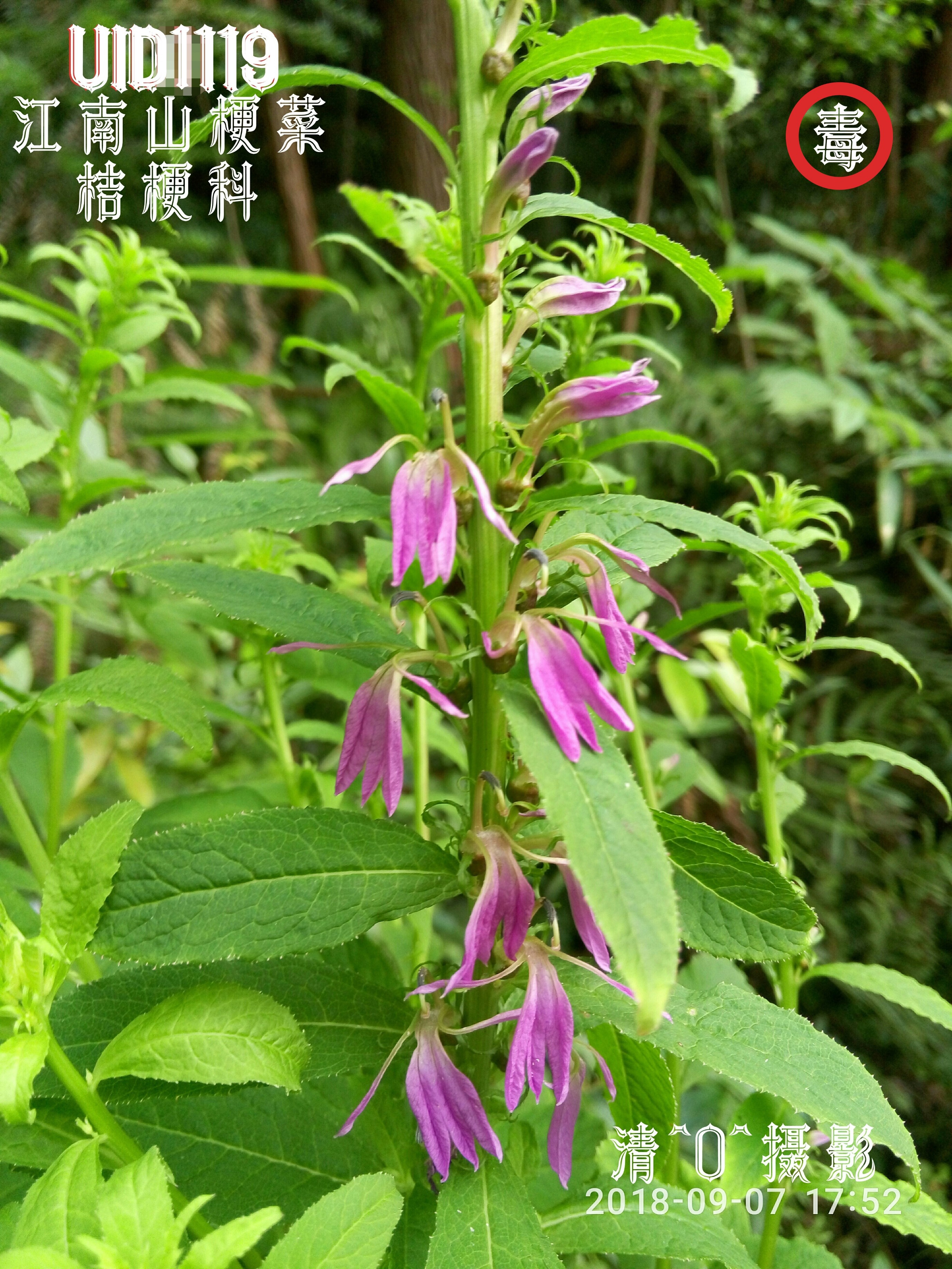 江南山梗菜.jpg