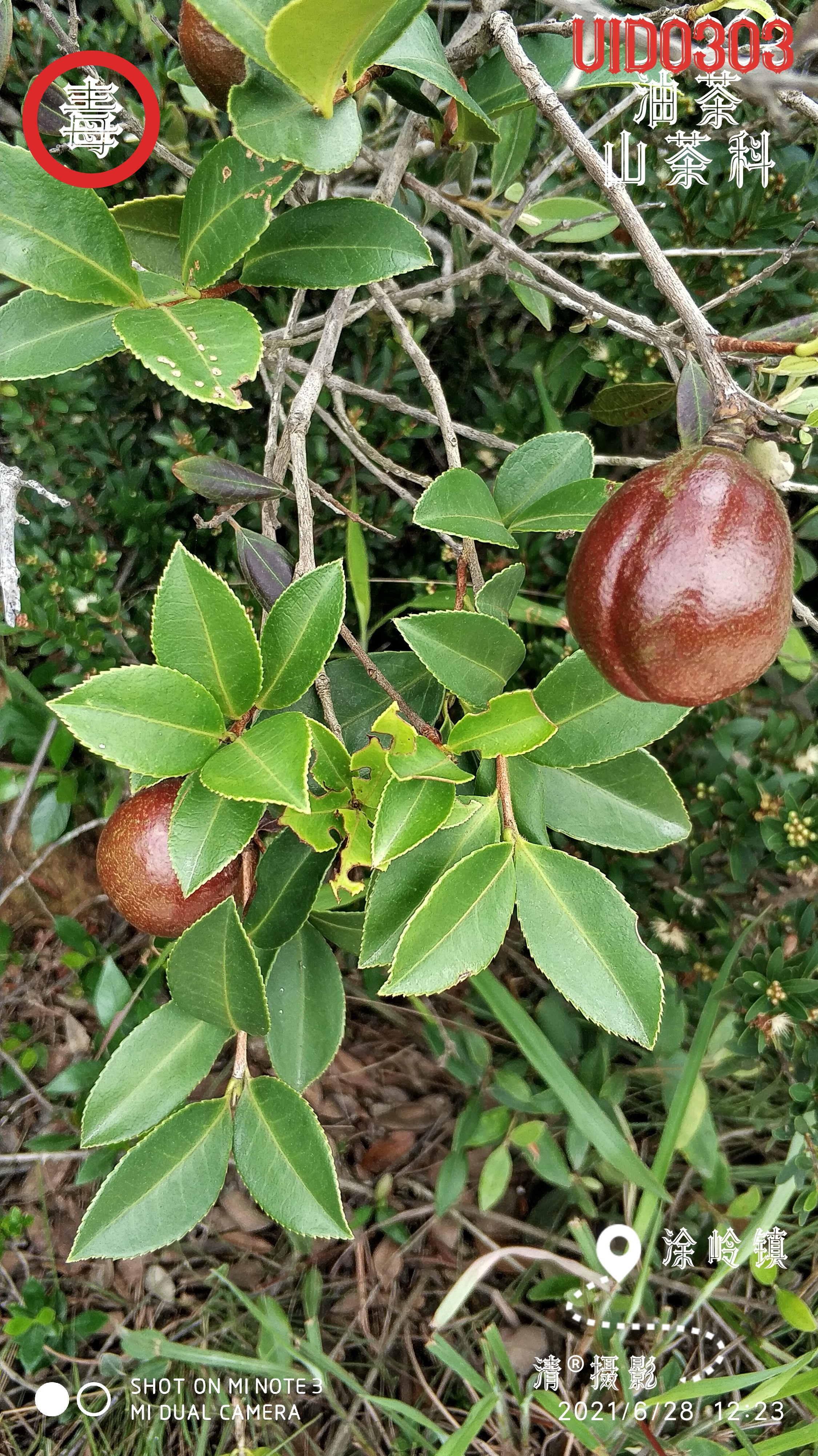 油茶.jpg