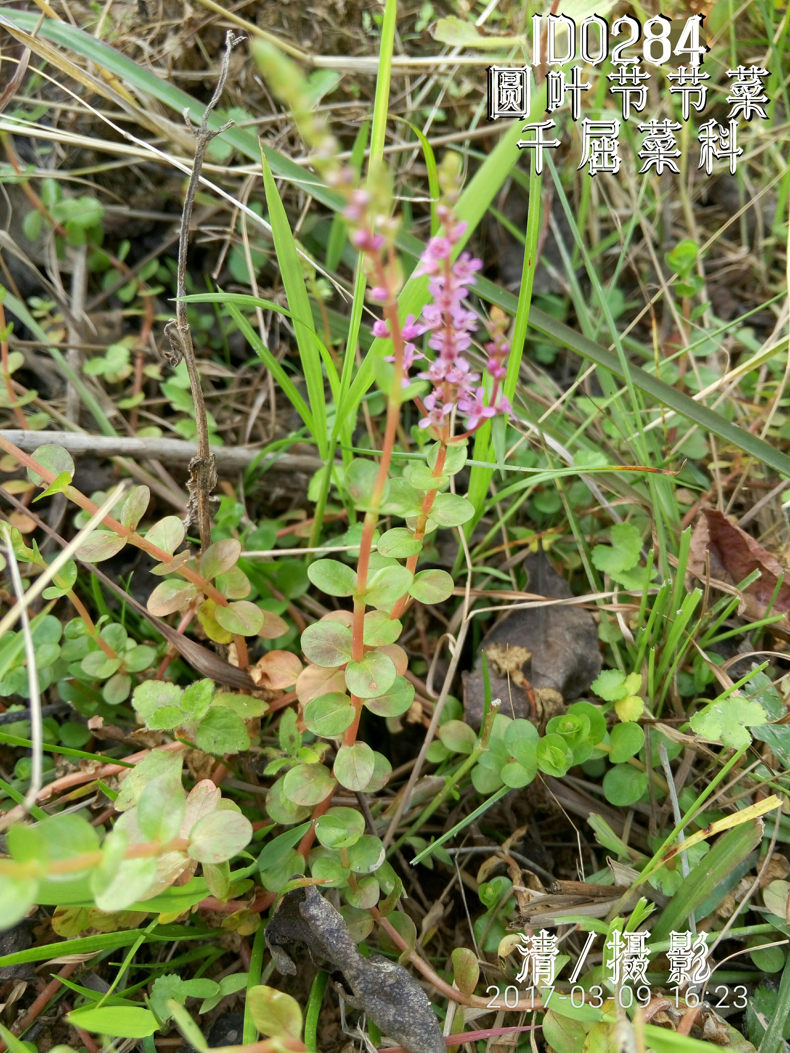 圆叶节节菜.jpg