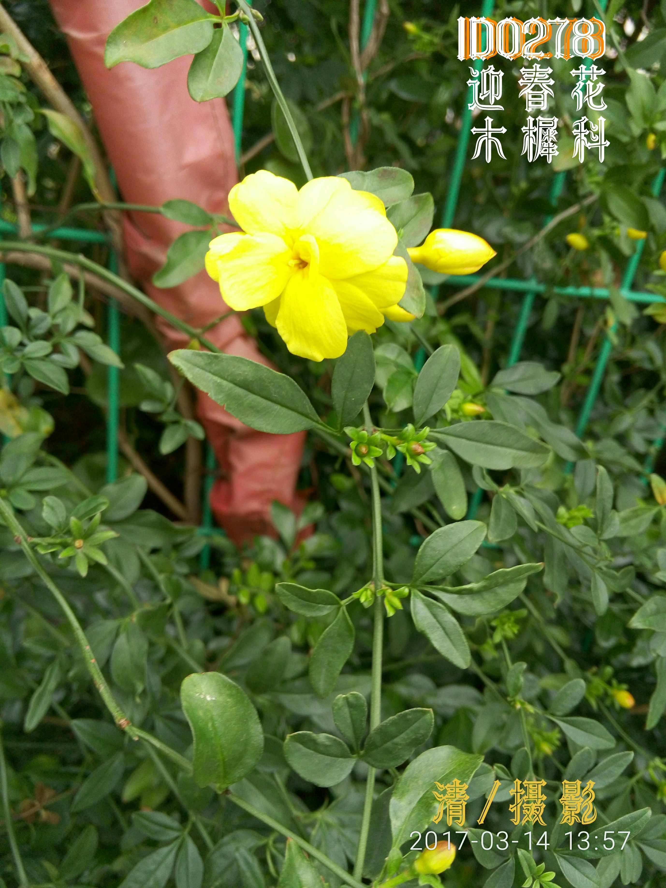 迎春花.jpg