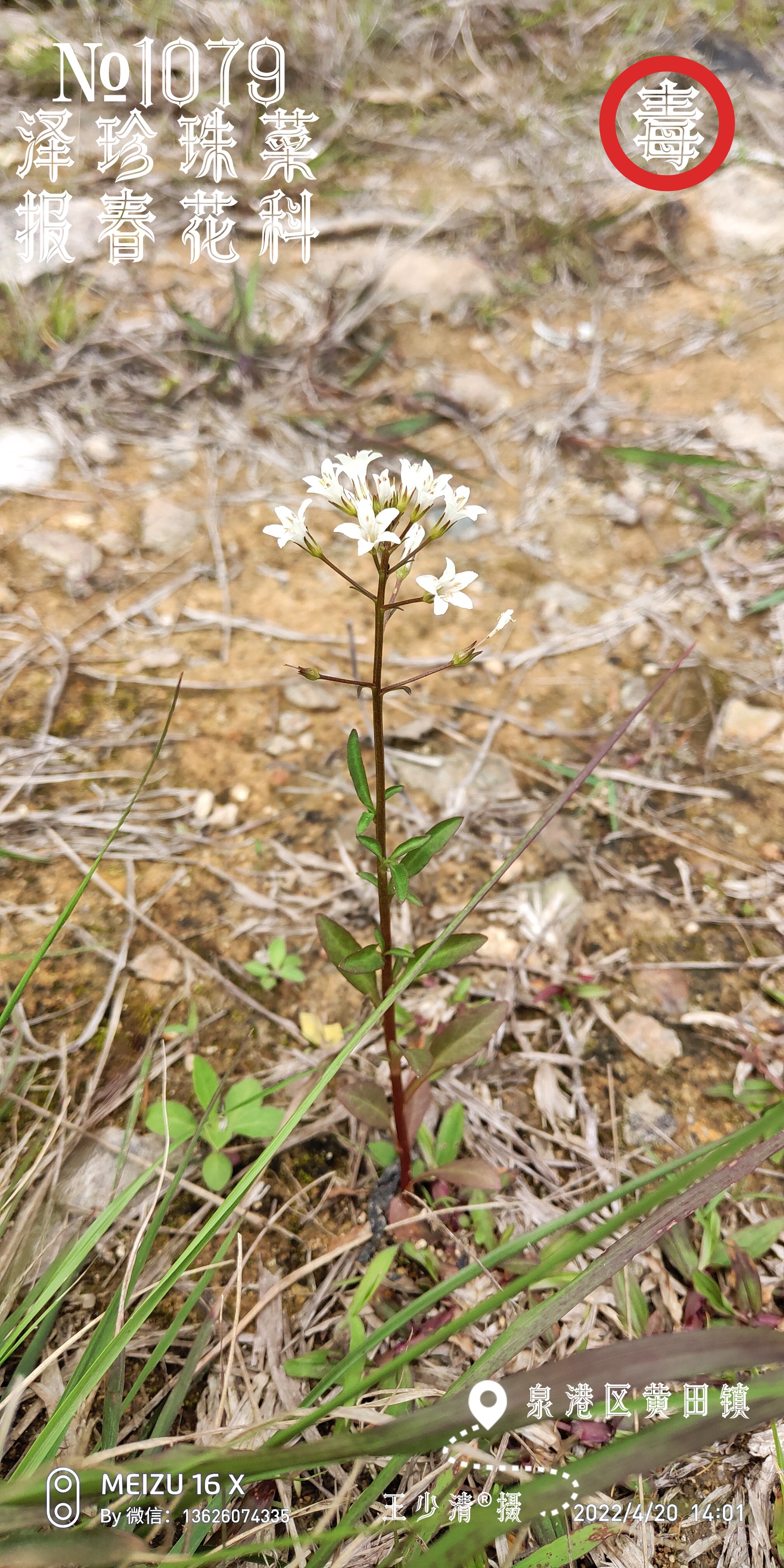 泽珍珠菜.jpg