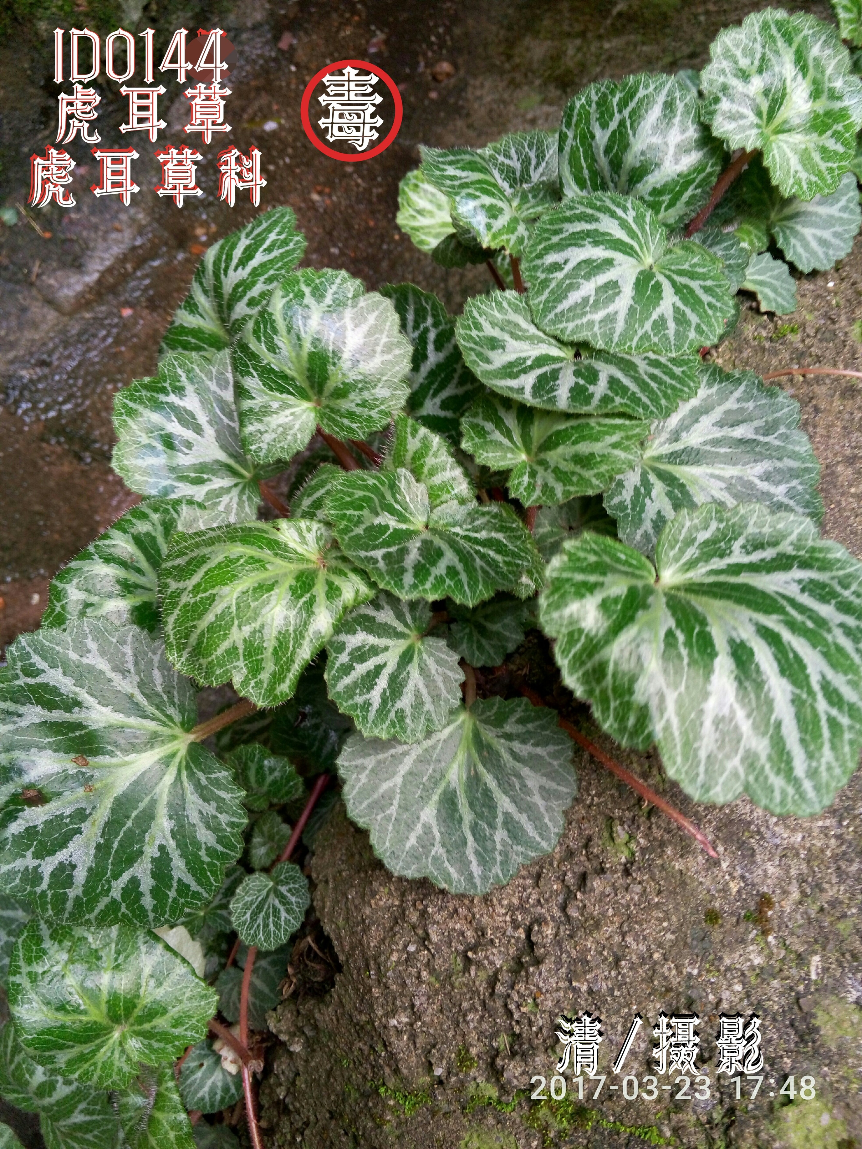 虎耳草.jpg