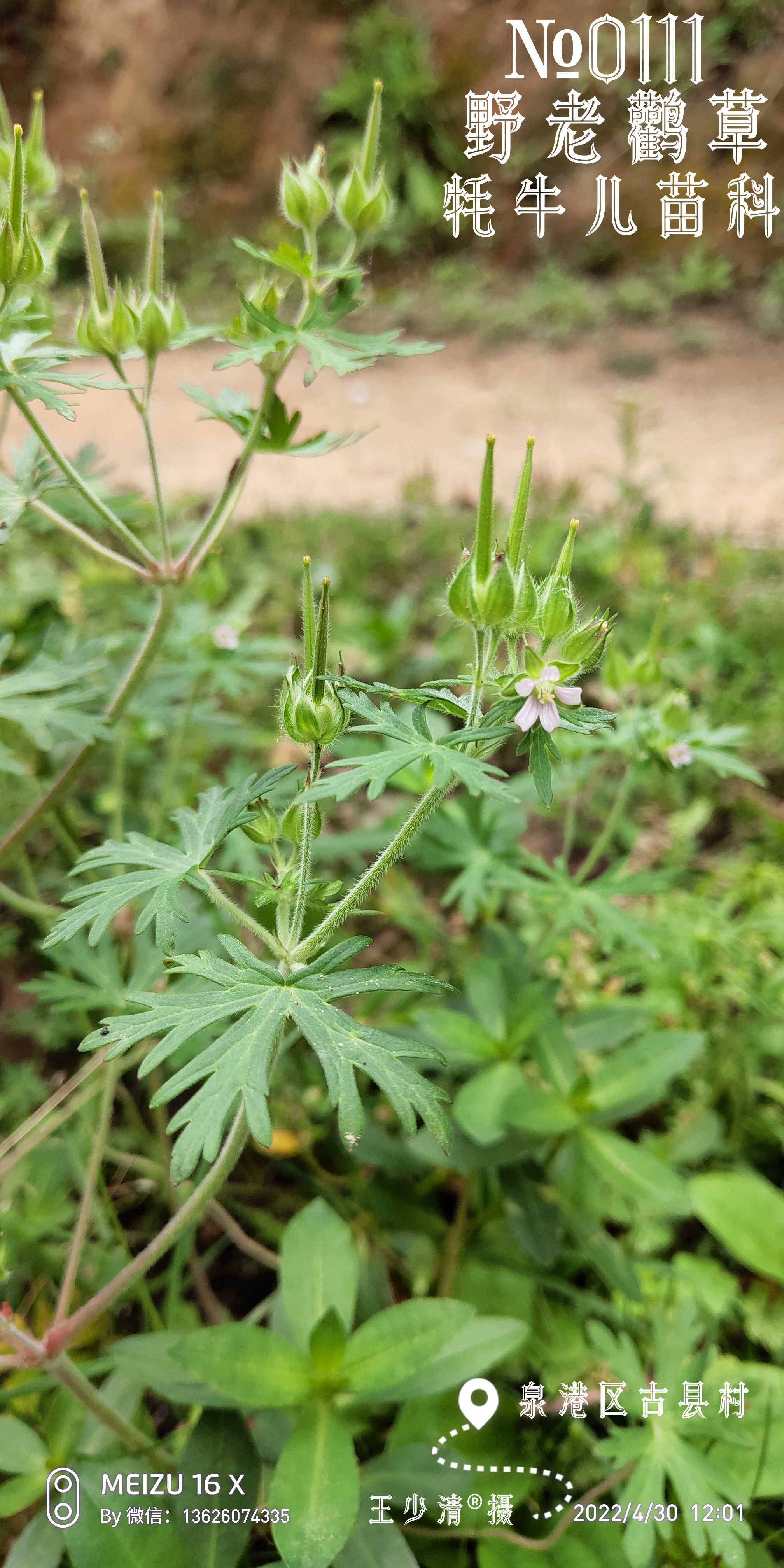 野老鹳草.jpg