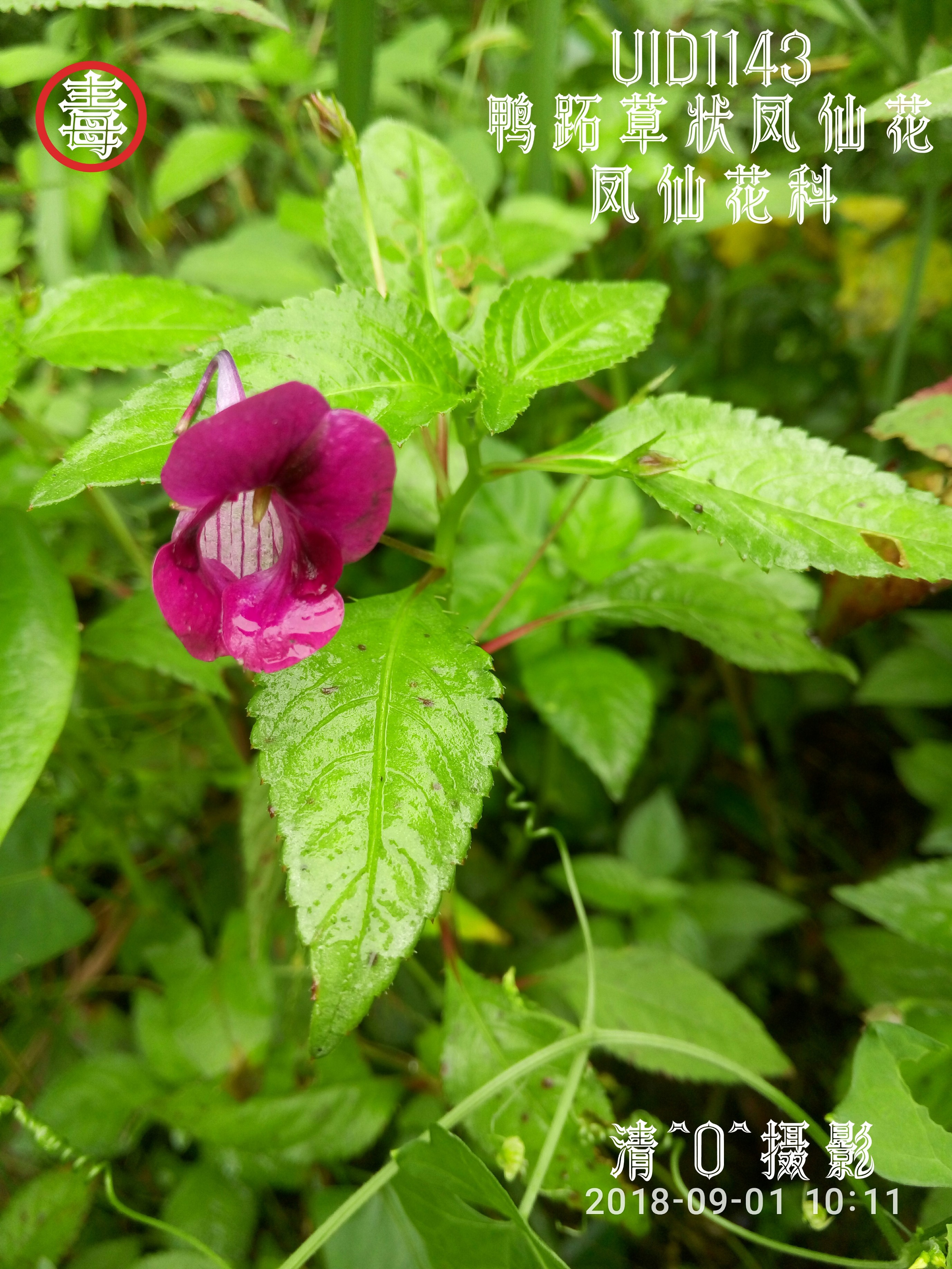 鸭跖草状凤仙花.jpg