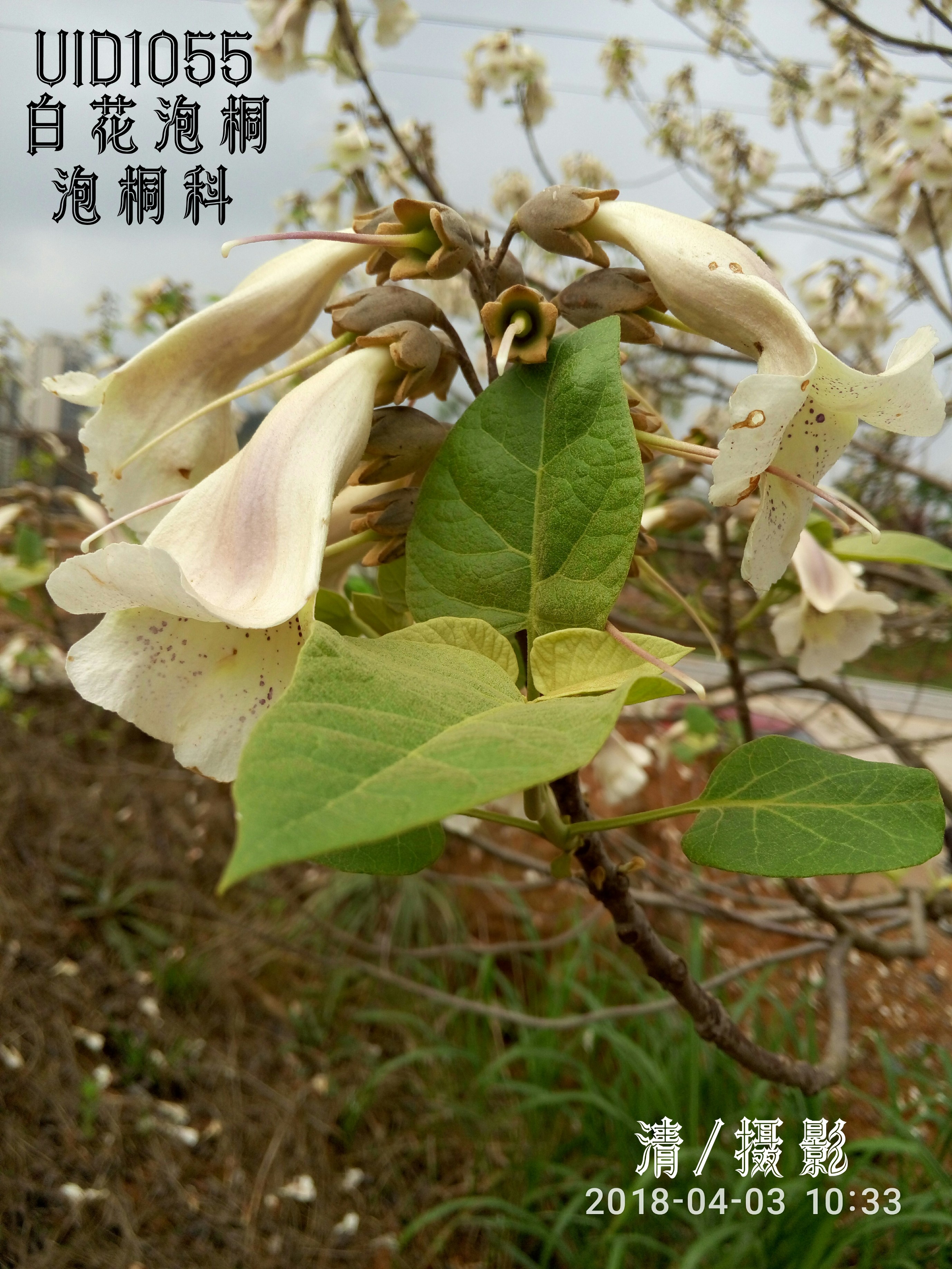 白花泡桐.jpg