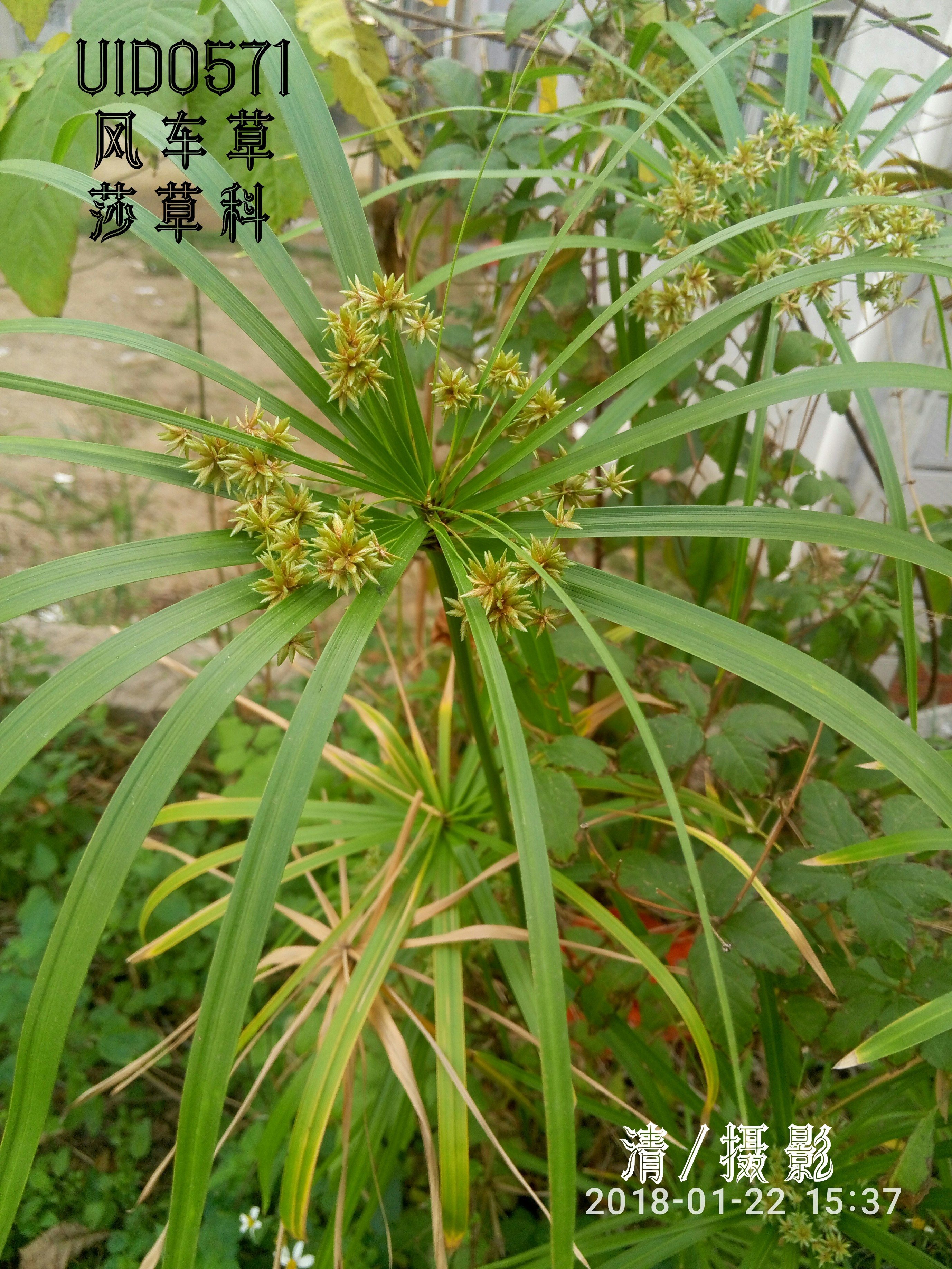 风车草.jpg