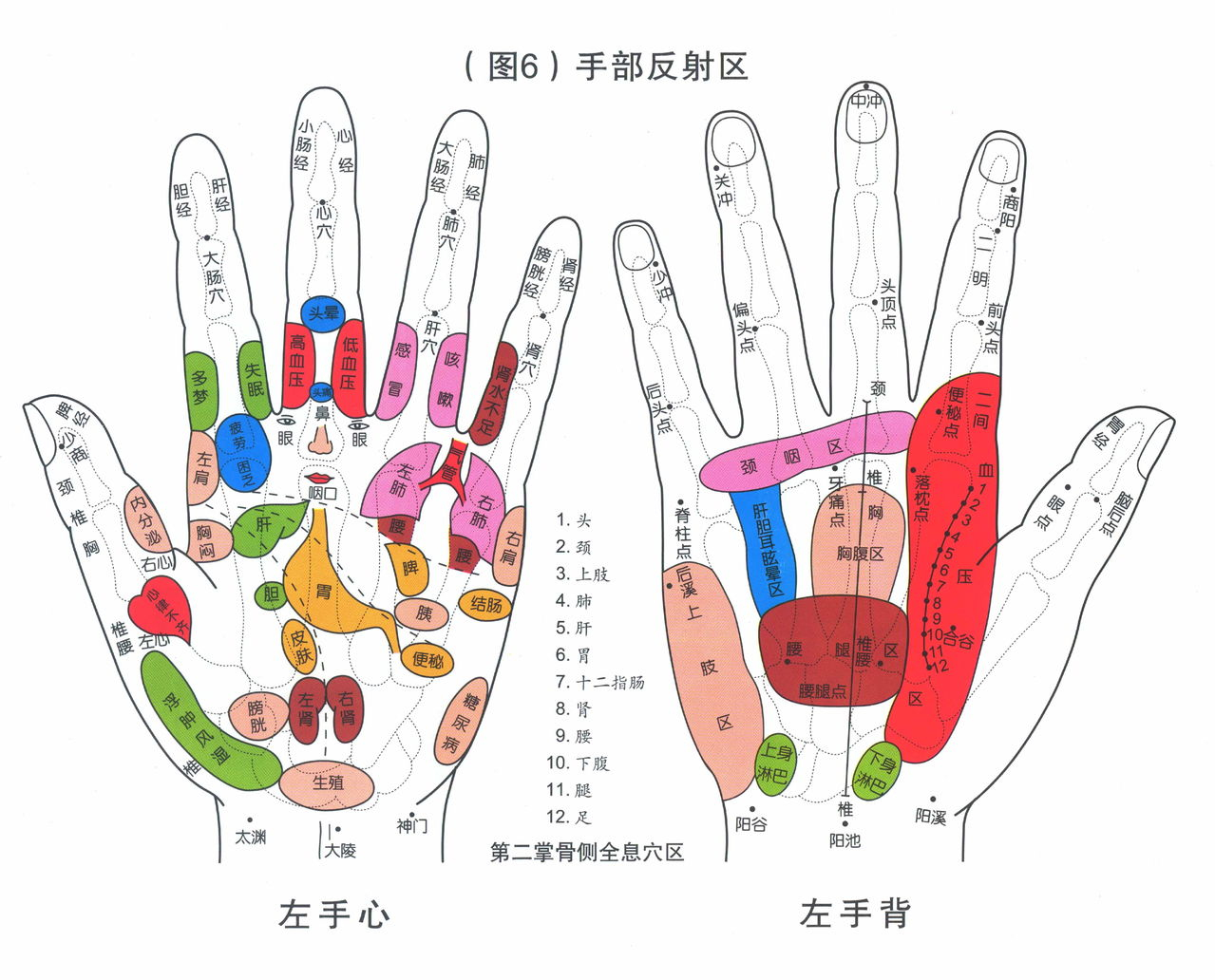 手部反射区挂图(清晰-大尺寸).jpg