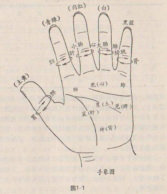 手象五脏五色五位图.jpg