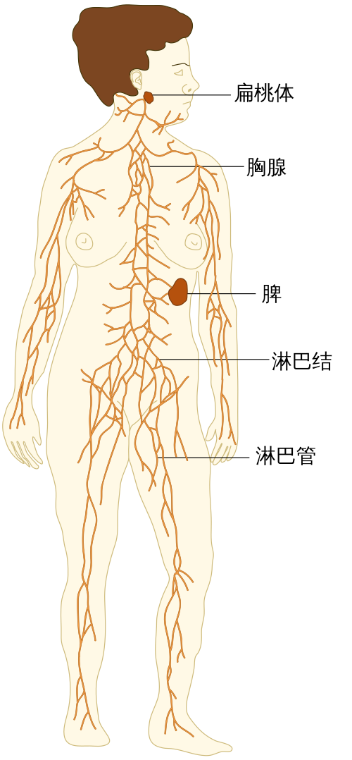 TE-Lymphatic_system_diagram_zh.svg.png