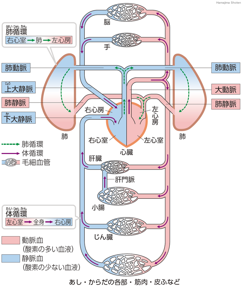 BloodCirculation.png