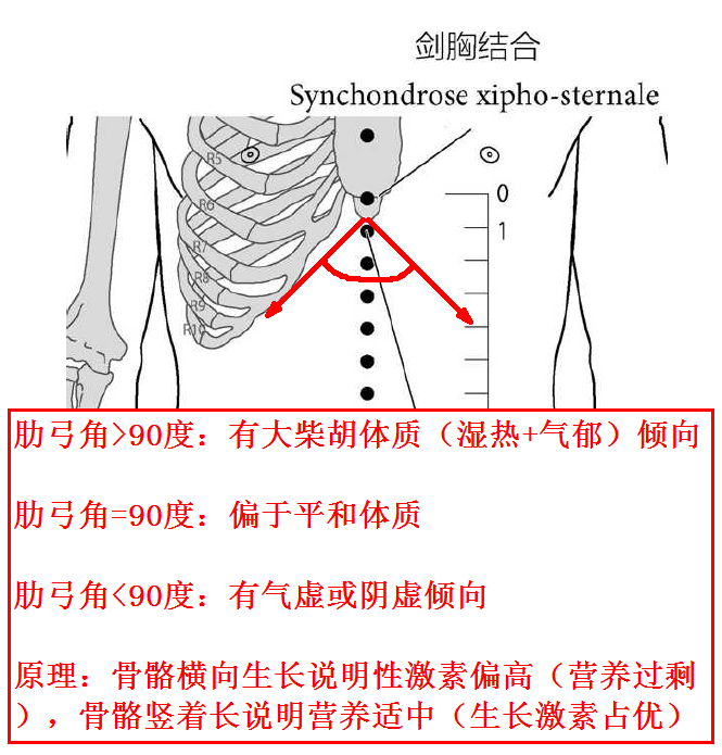 肋弓角的度数与体质类型及其背后的原理：骨骼横向生长说明性激素偏高（营养过剩），骨骼竖着长说明营养适中（生长激素占优）.png