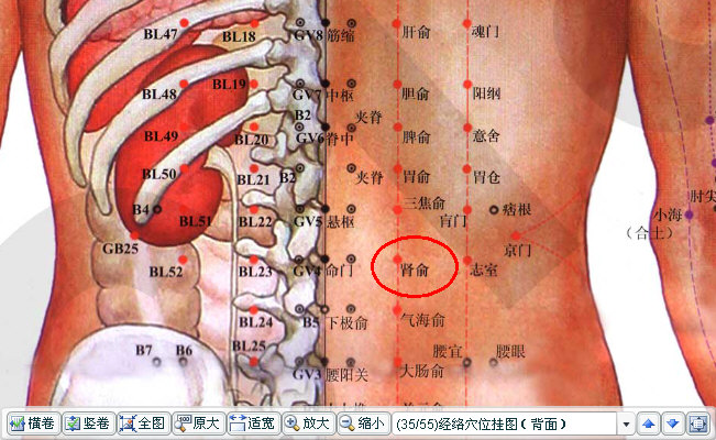 肾俞.JPG