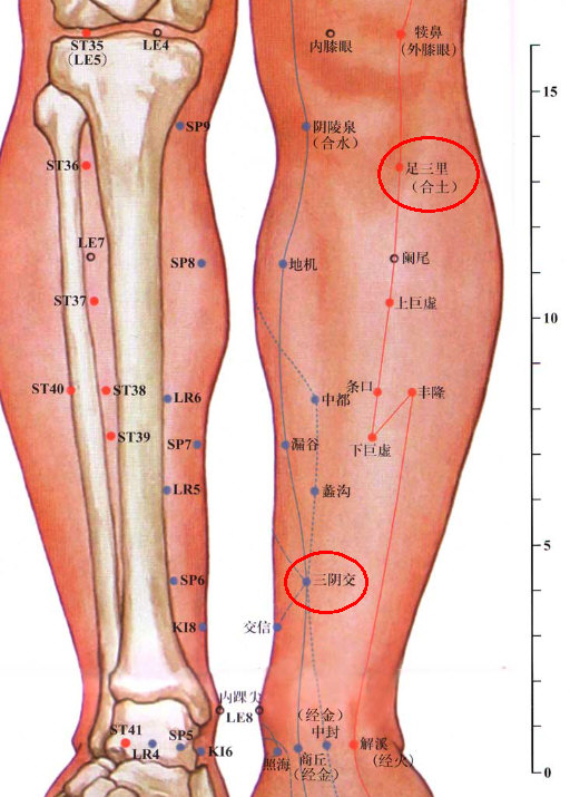足三里、三阴交.jpg