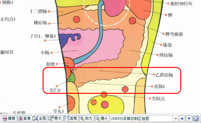 直肠肛门的足部反射区.jpg