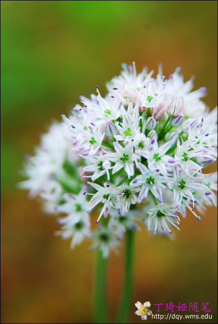 《大雷山 藠头开花》5.jpg