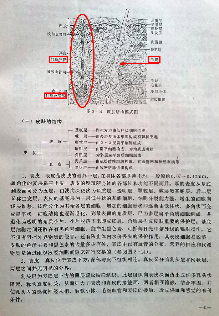 《皮肤》人体解剖生理学_02.JPG