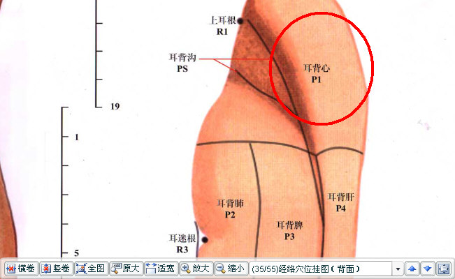 耳背心.jpg