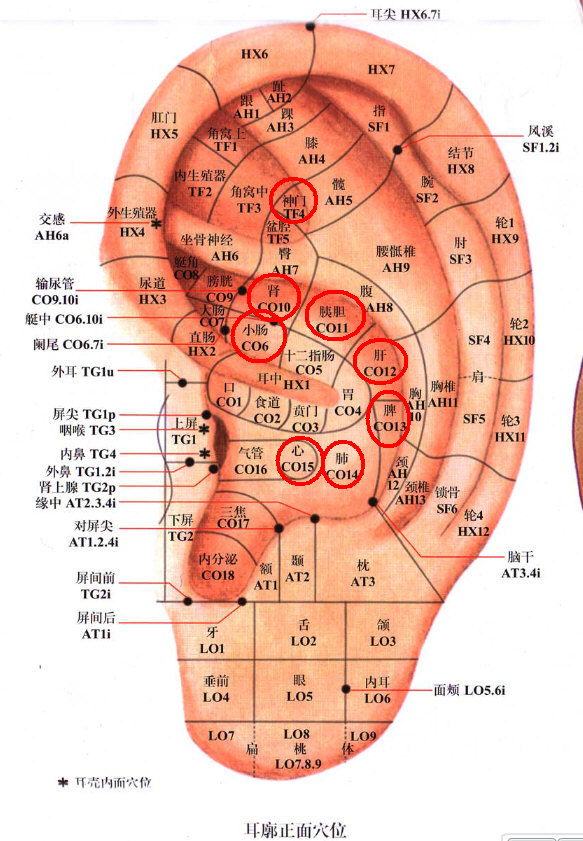 耳朵上的心、肺、小肠、神门、肝、脾、胆、胰，耳背心等穴。.jpg