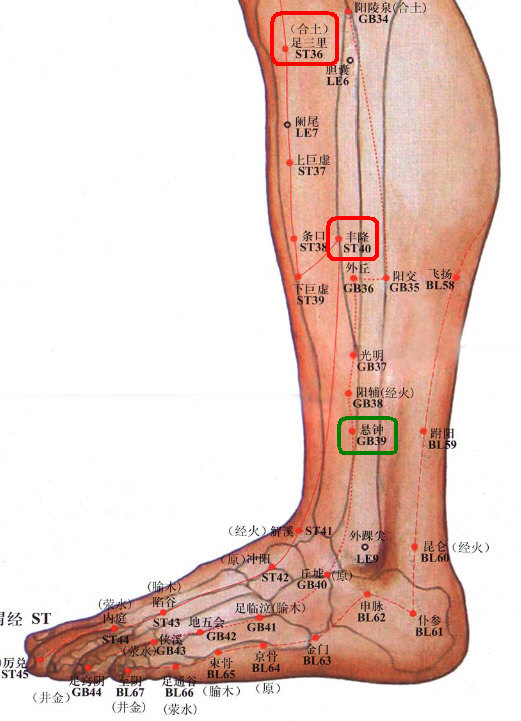 ［悬钟、足三里、丰隆］下肢外侧面穴位截图.jpg
