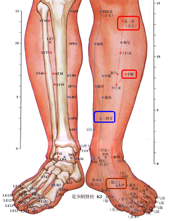 ［足三里、丰隆、三阴交、太冲］下肢正面穴位截图.jpg