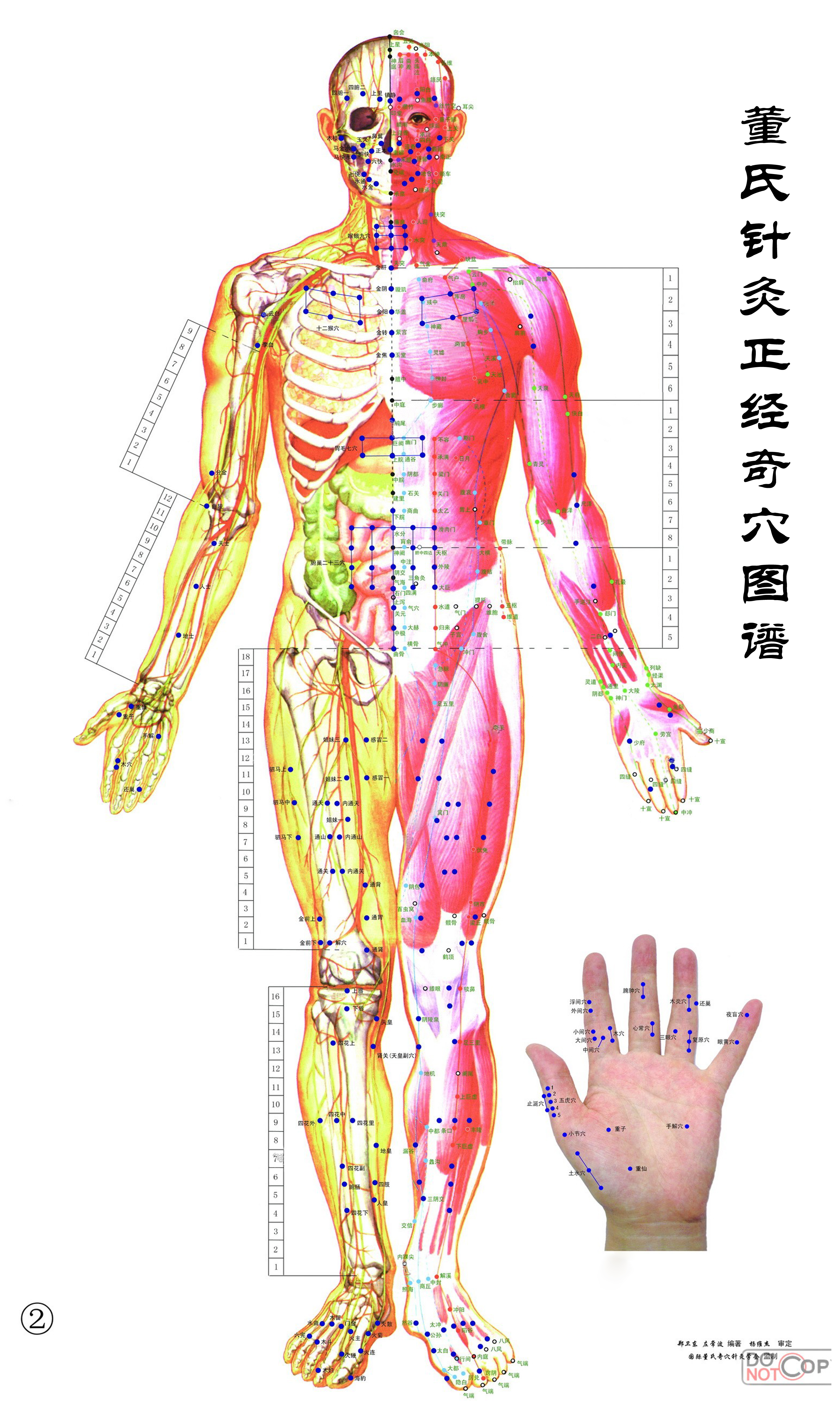 董氏奇穴挂图调整.jpg