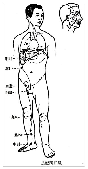 足厥阴肝经的支脉也上行过膈注于肺.jpg