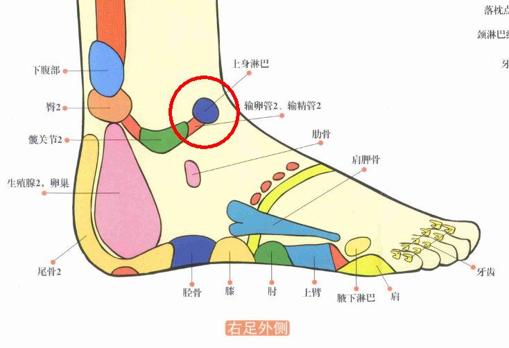 疏通胆经，泄浊排毒吧！最有可能是胆经原穴“丘墟”（可治“颈项痛，腋下肿”），和胆经输穴“足临泣”（可治“乳痈，瘰疬”）。在“足部反射区疗法”中，“丘墟”处为“上身淋巴腺”的反射区。2.jpg