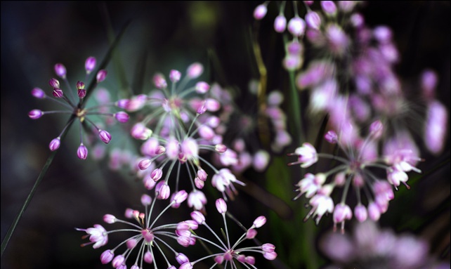 《大雷山 藠头开花》4.JPG