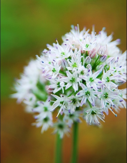 《大雷山 藠头开花》5.JPG