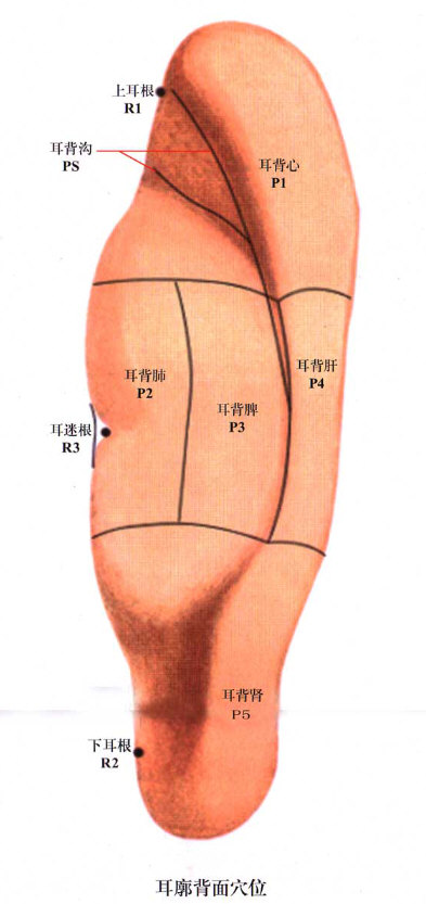 耳穴图（背面）.jpg