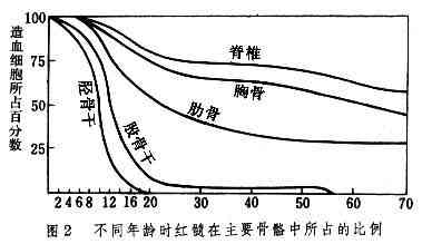 不同年龄时红髓在主要骨骼中所占的比例(xueyex02)成人造血的红骨髓主要分布于躯干扁平骨中.jpg