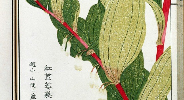 ben-cao-tong-chuan8-640x350.jpg