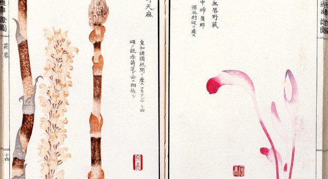 ben-cao-tong-chuan9-640x350.jpg