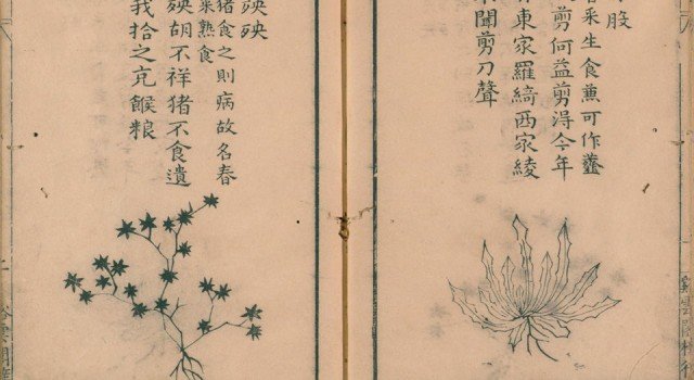 ye-cai-pu03-640x350.jpg