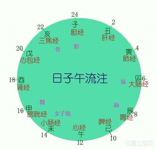 子午流注 拷贝.gif